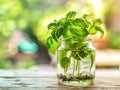 a bunch of basil in a vase of water to keep it fresh and regrow later