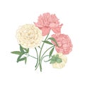 Bunch of beautiful blooming peony flowers hand drawn on white background. Detailed botanical drawing of gorgeous