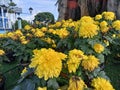 A bunch of beautiful bright yellow Chrysanth flowers