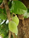 The bunch beautiful of Chinese chestnut in Thailand. Royalty Free Stock Photo