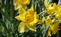 Bunch of Beautiful Dick Wilden Daffodils growing in a garden in UK