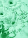 Bunch of beautiful flowers gerbera. Cold green Royalty Free Stock Photo