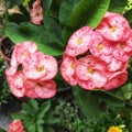 A bunch of beautiful flowers in red, white and pink Royalty Free Stock Photo