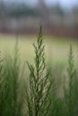 A close up of beautiful green plants Royalty Free Stock Photo