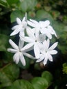 a bunch beautiful jasmine flowers Royalty Free Stock Photo