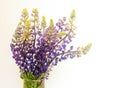 Bunch of beautiful lupine purple flowers against white background