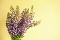 Bunch of beautiful lupine purple flowers against yellow background