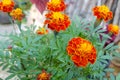 a bunch of beautiful marigolds