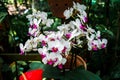 Bunch of beautiful moon orchid flowers blooming on a pot Royalty Free Stock Photo