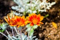 Bunch of Beautiful orange Gazania rigens plant grow on a flower bed in a spring season at a botanical garden. Royalty Free Stock Photo