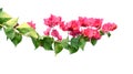 A bunch of beautiful pink bougainvillea flower blossom on white isolated background. Royalty Free Stock Photo