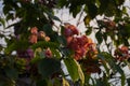 Bunch of beautiful pink color mussaenda flowers , mussaenda is ornamental plant native to african tropics Royalty Free Stock Photo