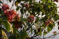 Bunch of beautiful pink color mussaenda flowers , mussaenda is ornamental plant native to african tropics Royalty Free Stock Photo