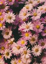 Bunch of beautiful pink daisy flowers Royalty Free Stock Photo