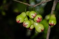 Bunch of beautiful pink green rose apple Syzygium aqueum on its branch at topical botanical garden in Thailand. Royalty Free Stock Photo