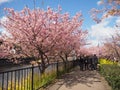 Beautiful pink sakura blooming lovely under the blue sky with clouds in Kawazu Japan
