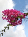 Bunch of Beautiful Purple bougainvillea on Caribbean Blue Sky. Exotic floral background