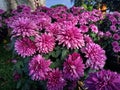 A bunch of beautiful purple Chrysanth flowers