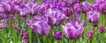 A bunch of purple tulips blooming during the spring season. Royalty Free Stock Photo