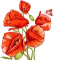 Bunch of Beautiful Red Poppy vector illustration