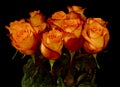 Bunch of beautiful roses isolated over black