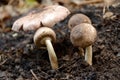 Bunch the mashroom seedlings in the forest.