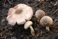 Bunch the mashroom seedlings in the forest.