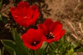 Bunch of beautiful spring flowers - colorful tulips. Tulips, spring. Nature in the spring. Flowers are blooming Royalty Free Stock Photo