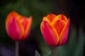 Bunch of beautiful spring flowers - colorful tulips. Tulips, spring. Nature in the spring. Flowers are blooming. Tulips Royalty Free Stock Photo