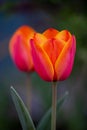 Bunch of beautiful spring flowers - colorful tulips. Tulips, spring. Nature in the spring. Flowers are blooming. Tulips Royalty Free Stock Photo