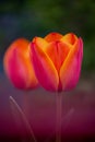 Bunch of beautiful spring flowers - colorful tulips. Tulips, spring. Nature in the spring. Flowers are blooming. Red Tulips