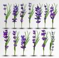 Bunch beautiful violet flowers. Lavender isolated on white background. Fragrant bunch lavender. Tender bouquet of