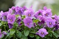 A bunch of beautiful violets blooming in garden