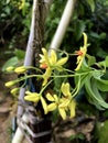 Bunch of beautiful yellow color garden orchid flowers close up photo in a green Royalty Free Stock Photo