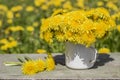 Bunch of beautiful yellow flowers of dandelion taraxacum offici Royalty Free Stock Photo