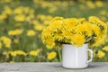 Bunch of beautiful yellow flowers of dandelion taraxacum offici Royalty Free Stock Photo