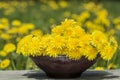 Bunch of beautiful yellow flowers of dandelion taraxacum offici Royalty Free Stock Photo