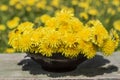 Bunch of beautiful yellow flowers of dandelion taraxacum offici Royalty Free Stock Photo