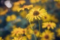 Bunch of Beautiful Yellow Flowers in the Garden. Rudbeckia hirta yellow flowers Royalty Free Stock Photo