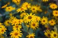 Bunch of Beautiful Yellow Flowers in the Garden. Rudbeckia hirta yellow flowers Royalty Free Stock Photo