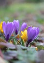 A bunch of beautiful yellow and purple crocus flowers in a spring garden Royalty Free Stock Photo