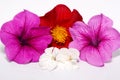 Bunch the  beautifull pink  magnolia and dahlia flower isolated in white background Royalty Free Stock Photo