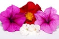 Bunch the  beautifull pink white red colours petunia magnolia and dahlia flower isolated in white background Royalty Free Stock Photo