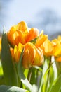 A bunch of beautyfull Yellow tulips closup portrait_IMG_9365 Royalty Free Stock Photo