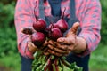 Bunch of Beetroot harvest in farmer hands Royalty Free Stock Photo