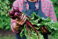 Bunch of Beetroot harvest in farmer hands Royalty Free Stock Photo