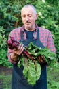 Bunch of Beetroot harvest in farmer hands Royalty Free Stock Photo