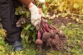 Bunch of Beetroot harvest in farmer hands in garden Royalty Free Stock Photo