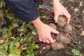 Bunch of Beets harvest in farmer hands in the garden