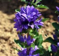 Bunch of Bellflowers, Campanula glomerata